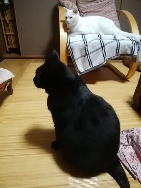 のら猫を初めて飼う時の準備は 費用は 注意するべきあれこれ アラセブから ごきげんよう